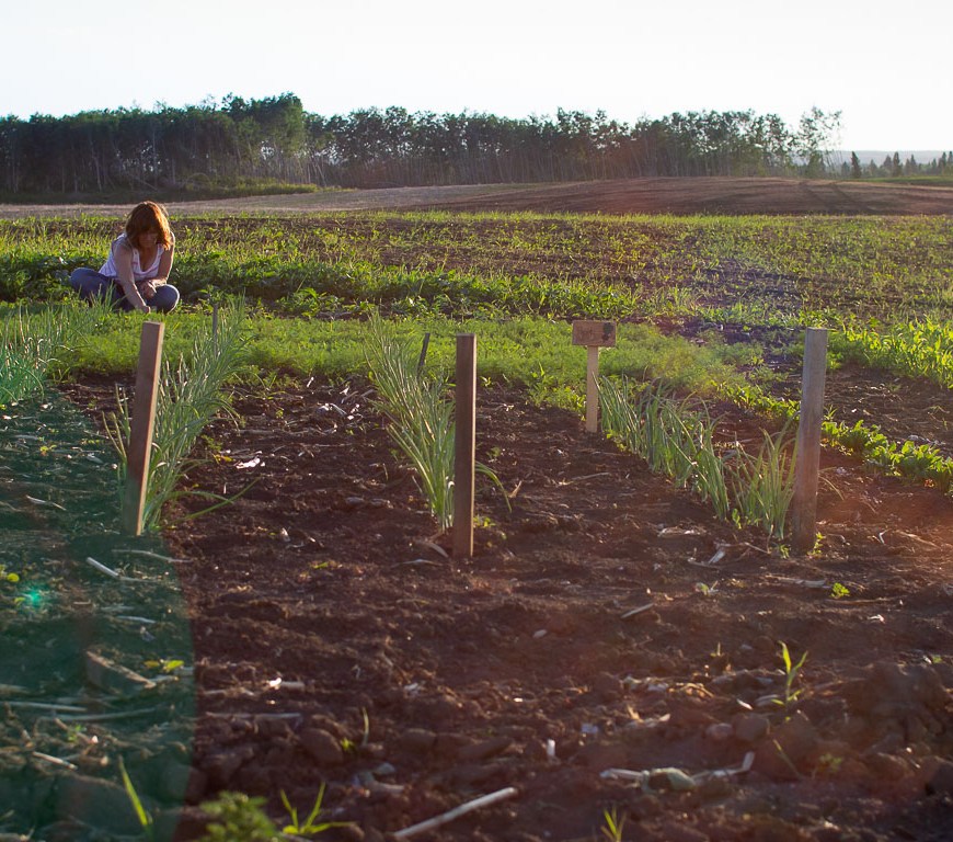 Woman weeding a garden