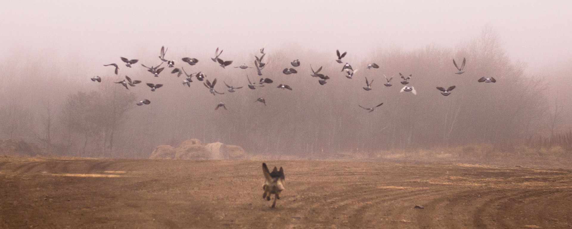 A dog chases after a flock of pigeons