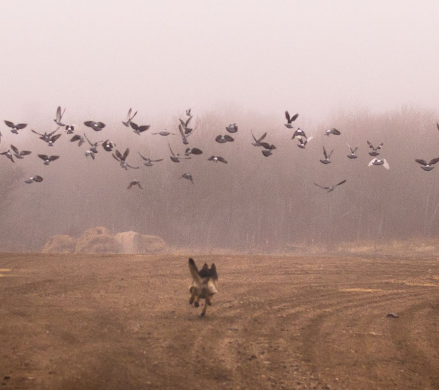 A dog chases after a flock of pigeons