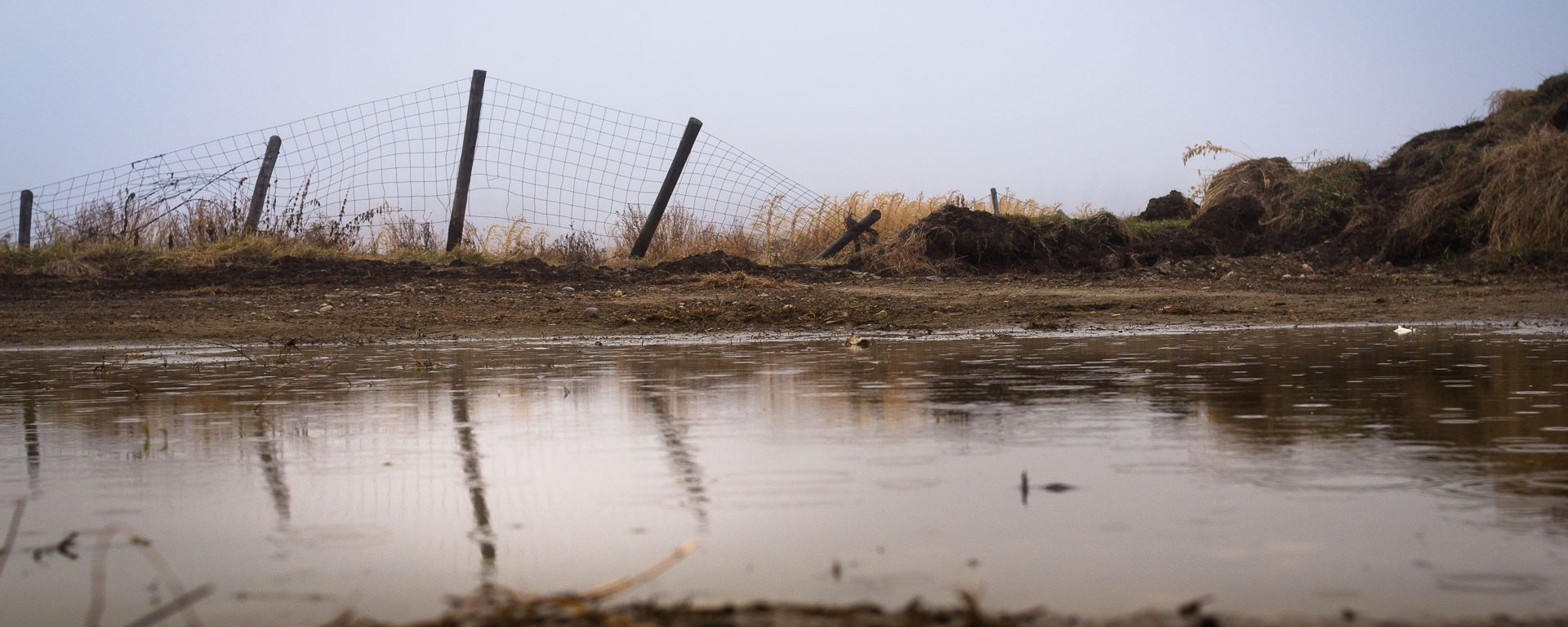A page wire fence in a state of decay