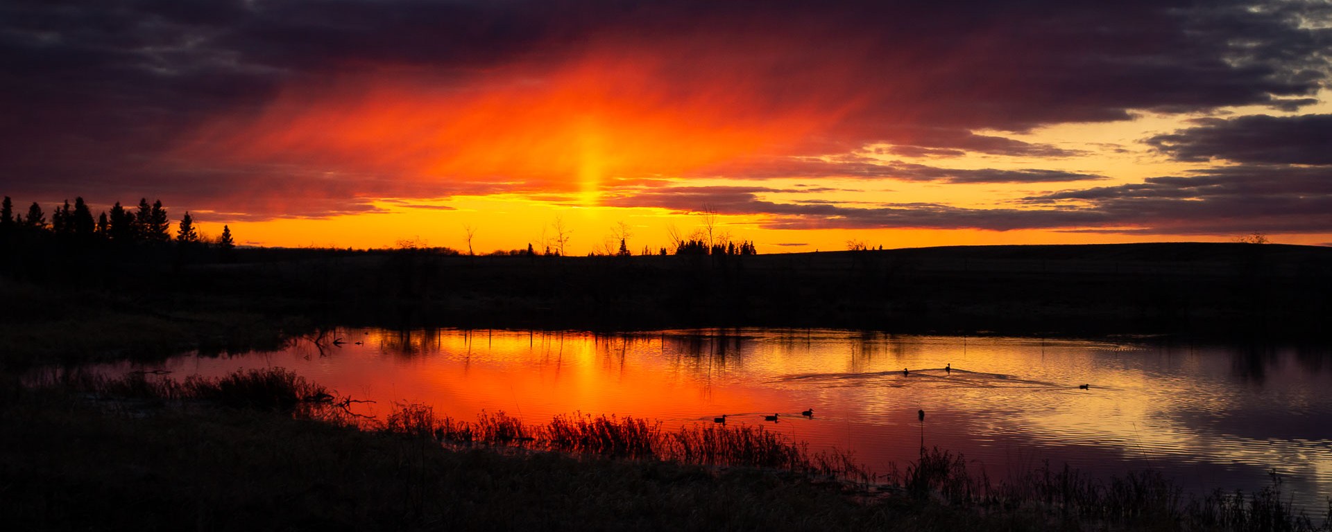 Ducks swim out before a setting sun