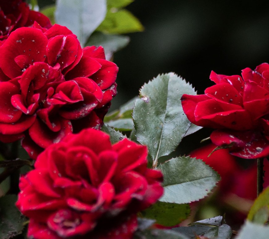 Dirty blood red roses.