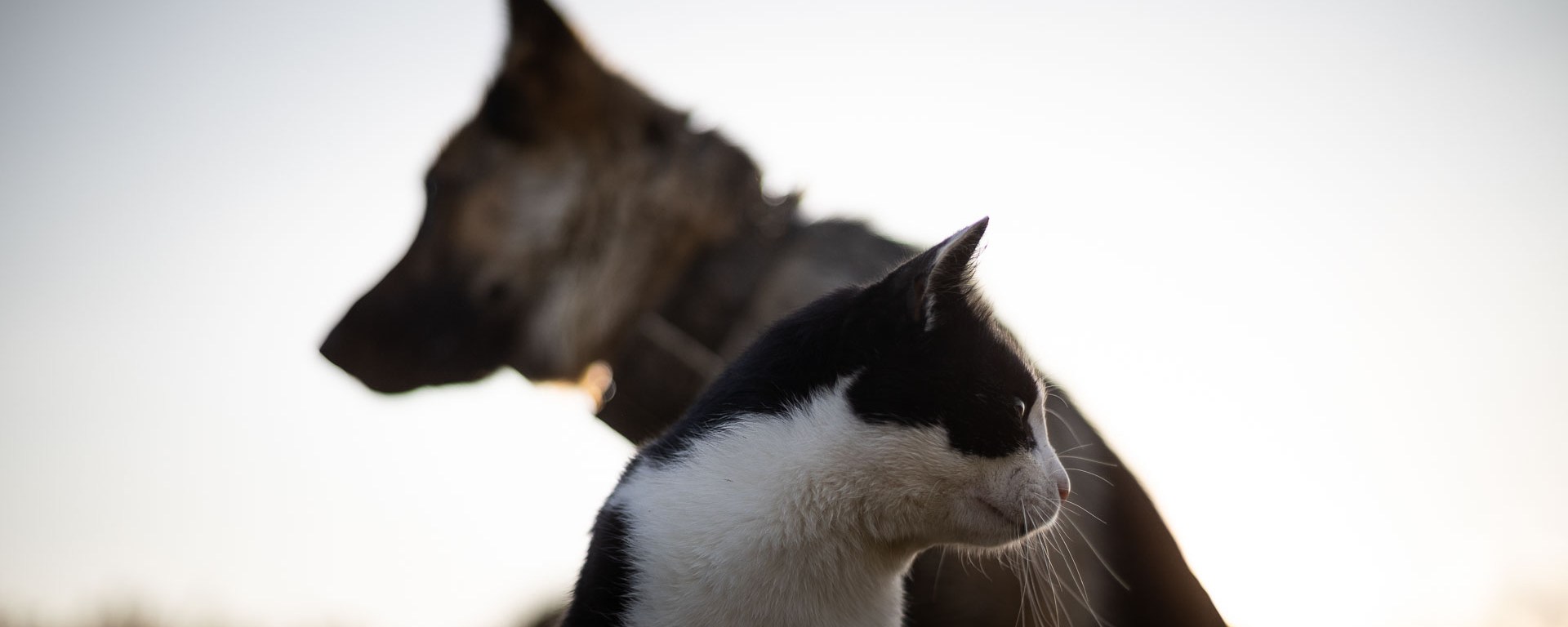 Cat and dog share space while looking opposite
