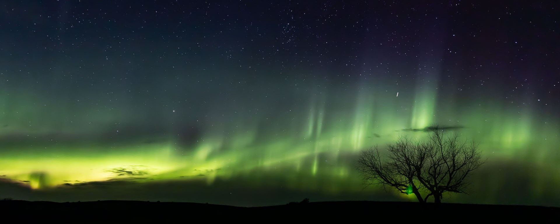 Northern Lights dance behind a peaceful tree.