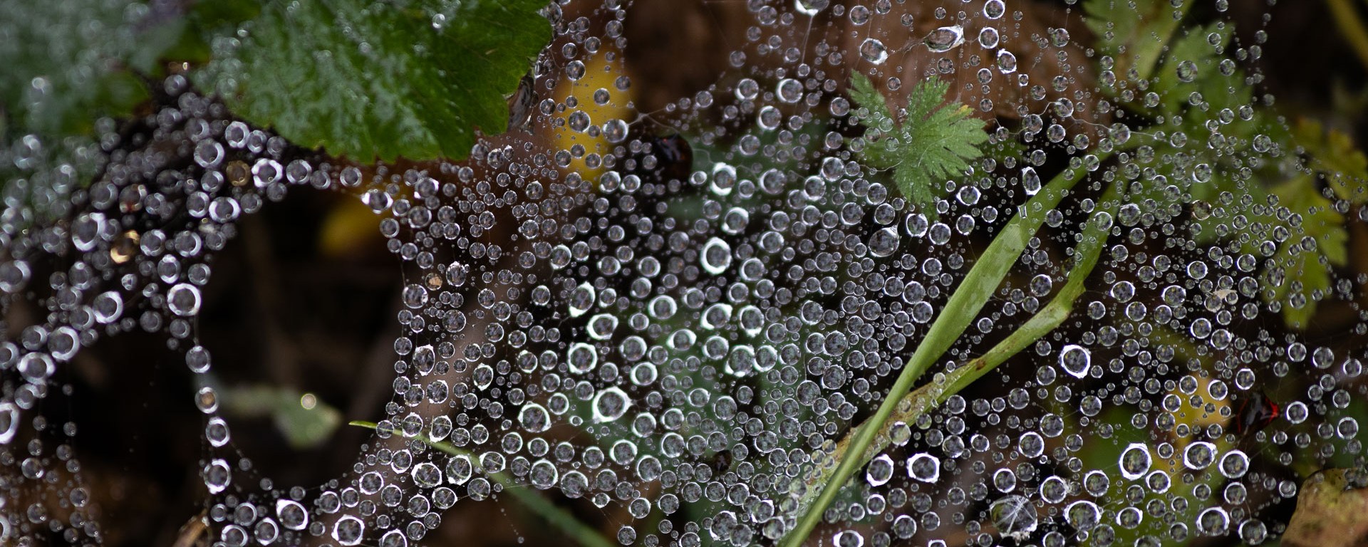 Beads of condensation on a spiders web.