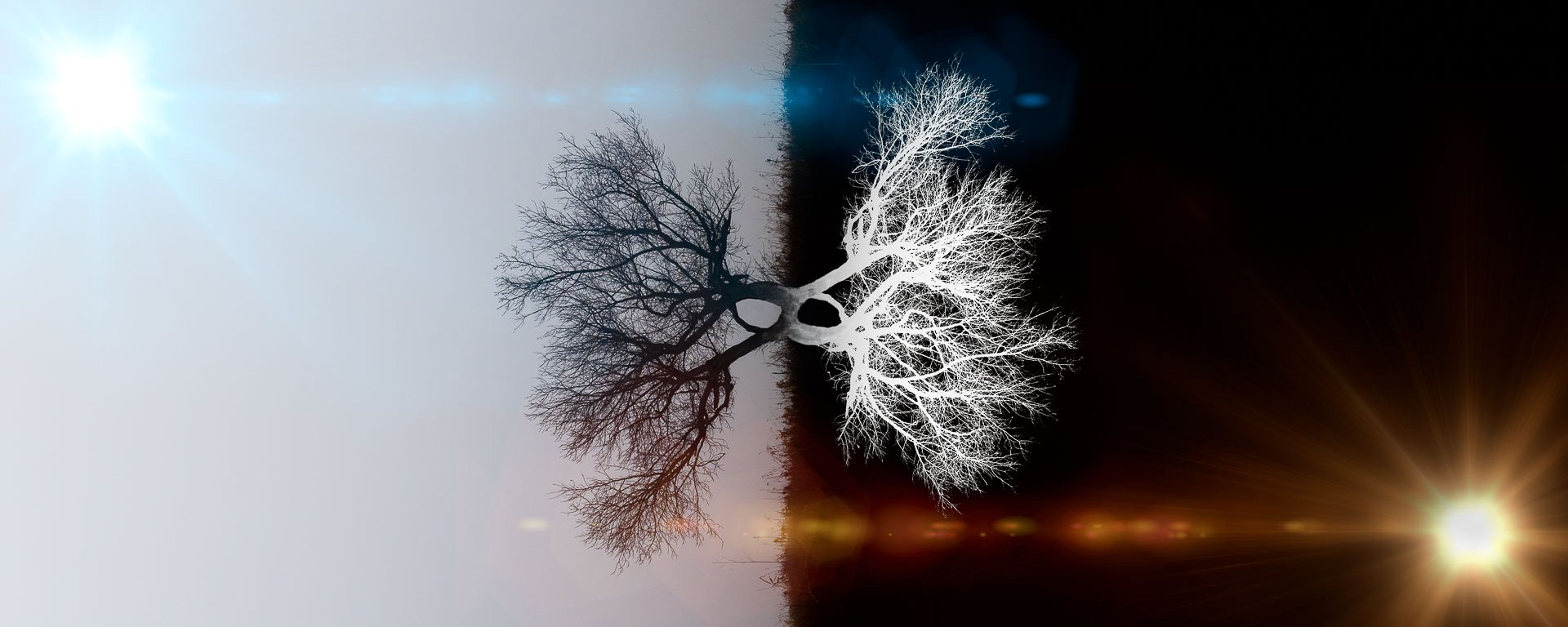 Abstraction of two parallel trees one in negative, one positive.