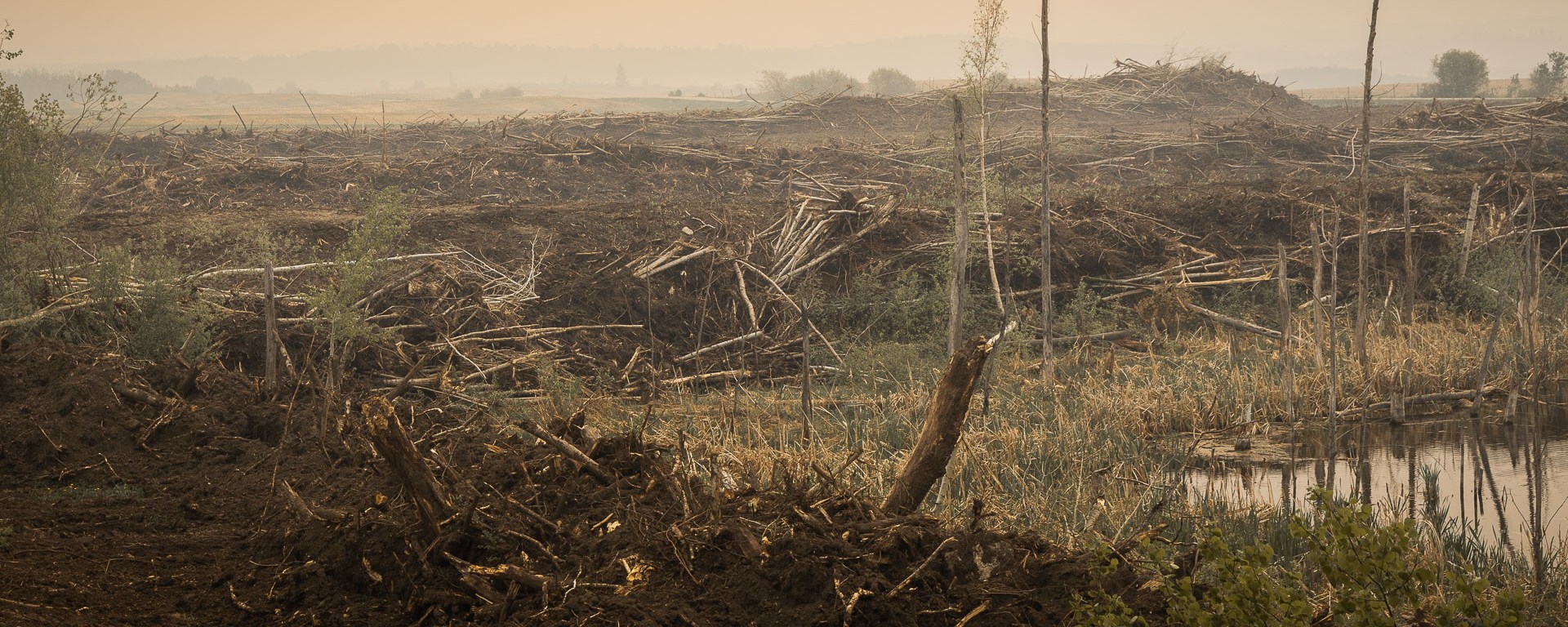 Piles of trees bulldozed