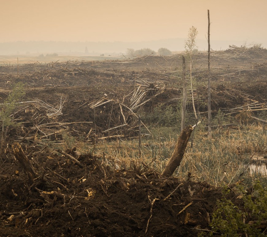 Piles of trees bulldozed