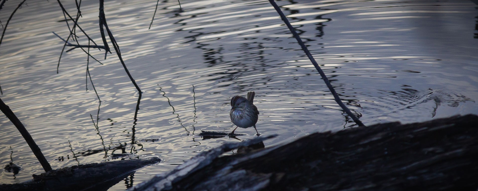 Small songbird makes waves on a pond.
