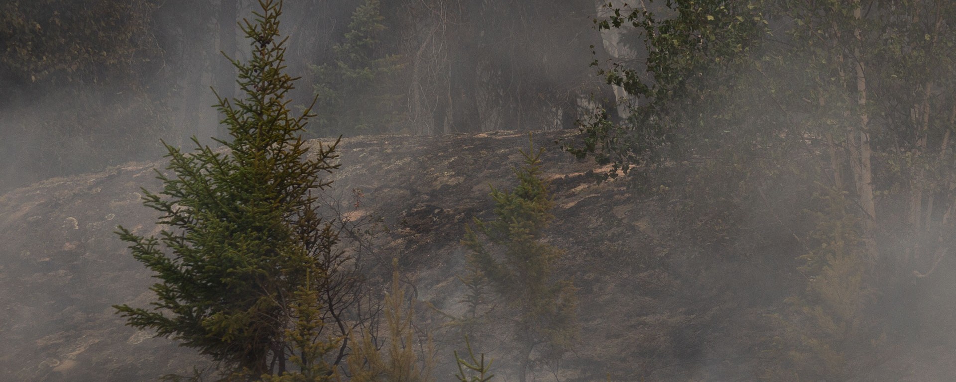 A scorched spruce stands amongst the smoke.