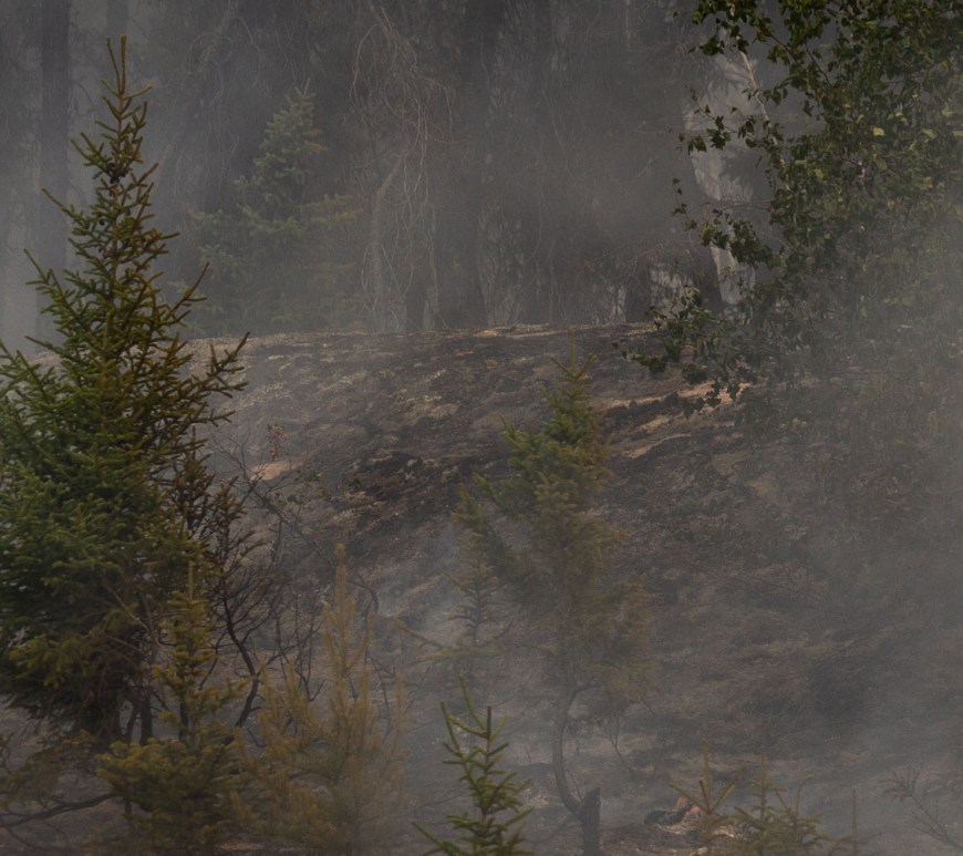 A scorched spruce stands amongst the smoke.