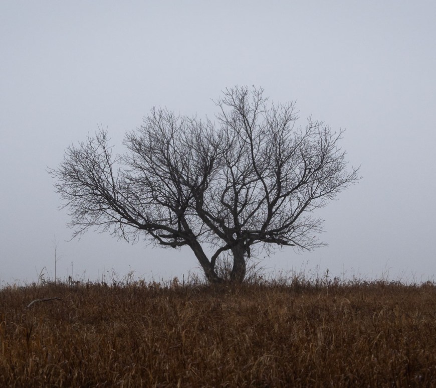 A lone tree stands tall on the horizon.