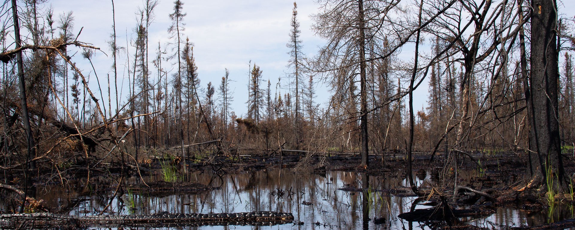 A charred forest reflected on shallow waters.