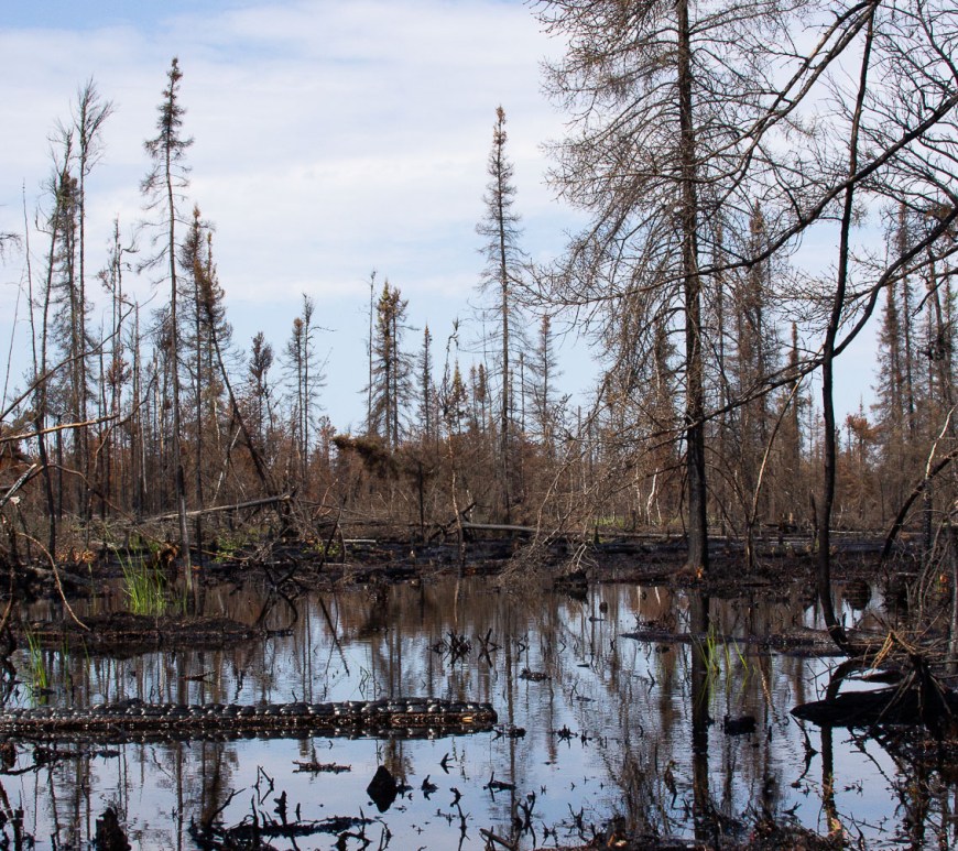 A charred forest reflected on shallow waters.
