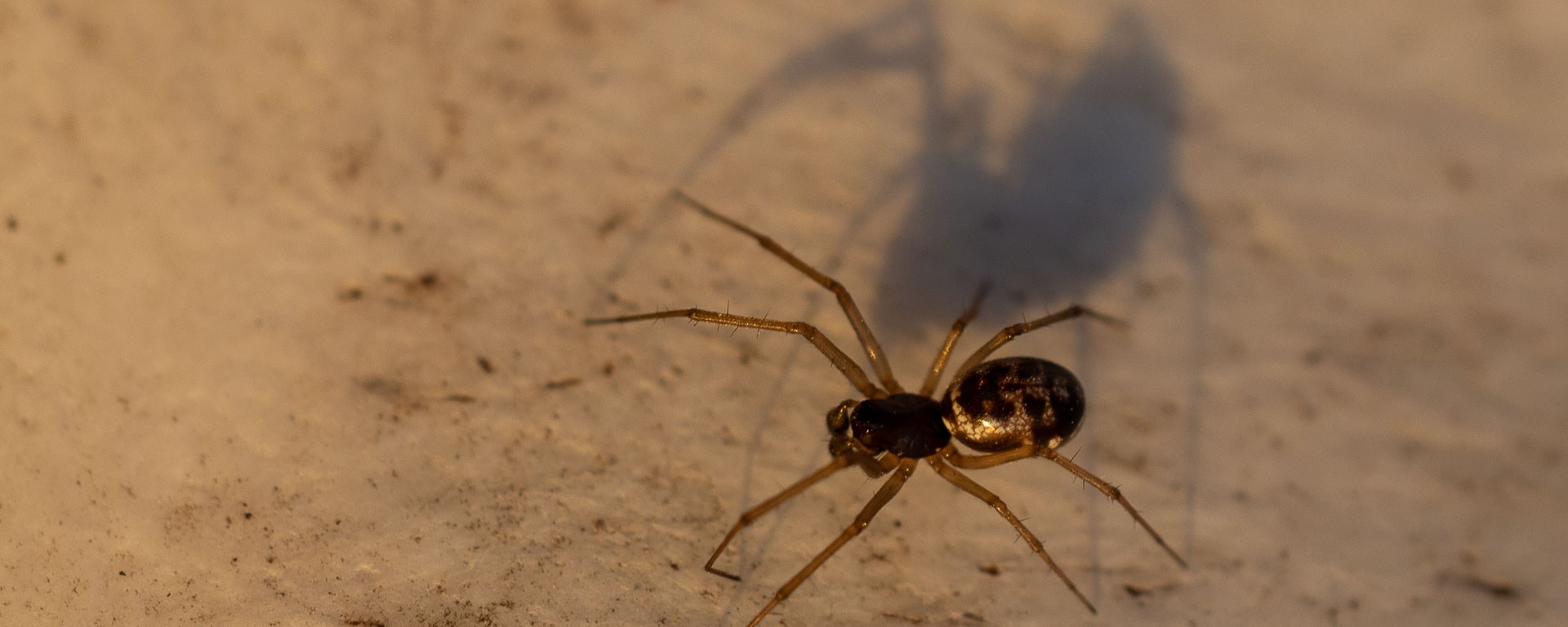 A spider stands before a long shadow
