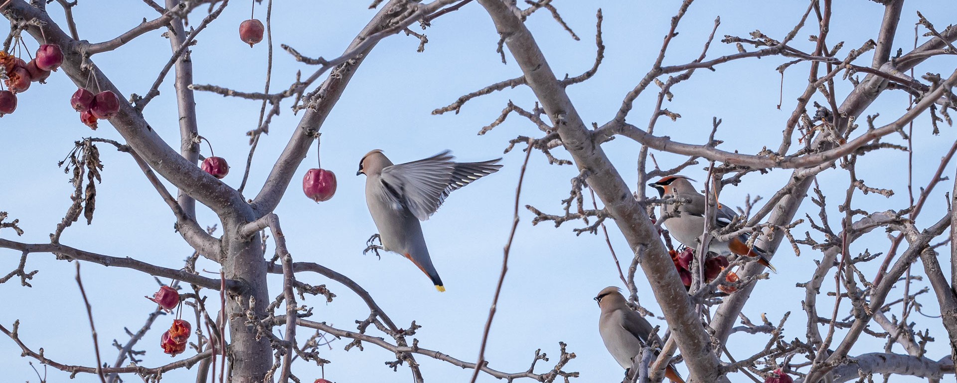 Bird flying to perch next to a red apple.