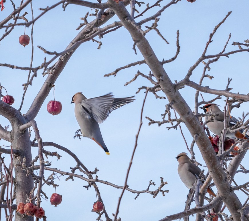Bird flying to perch next to a red apple.