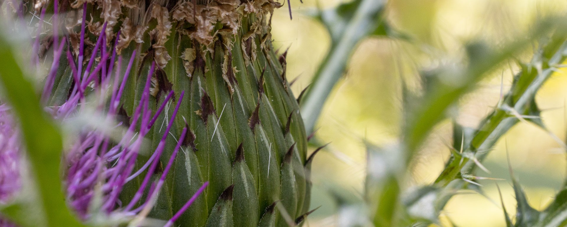 A large thistle bulb sits safely behind thorns.
