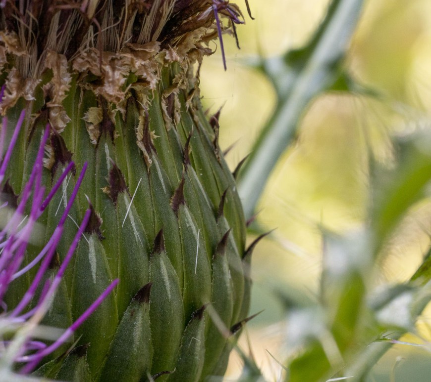 A large thistle bulb sits safely behind thorns.