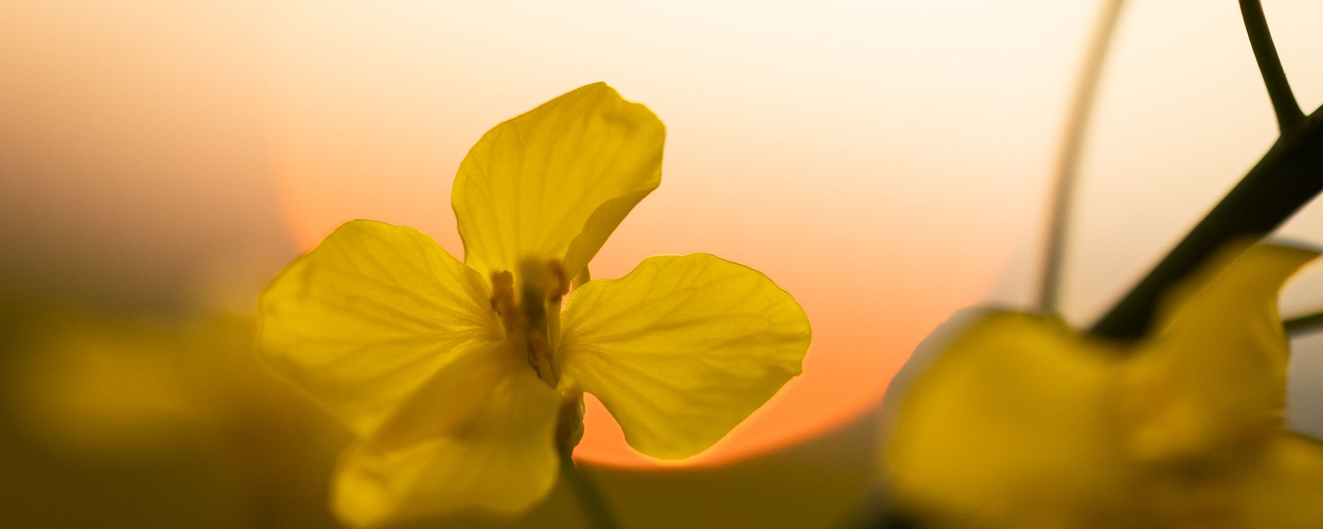A canola flower illuminated by a setting sun.