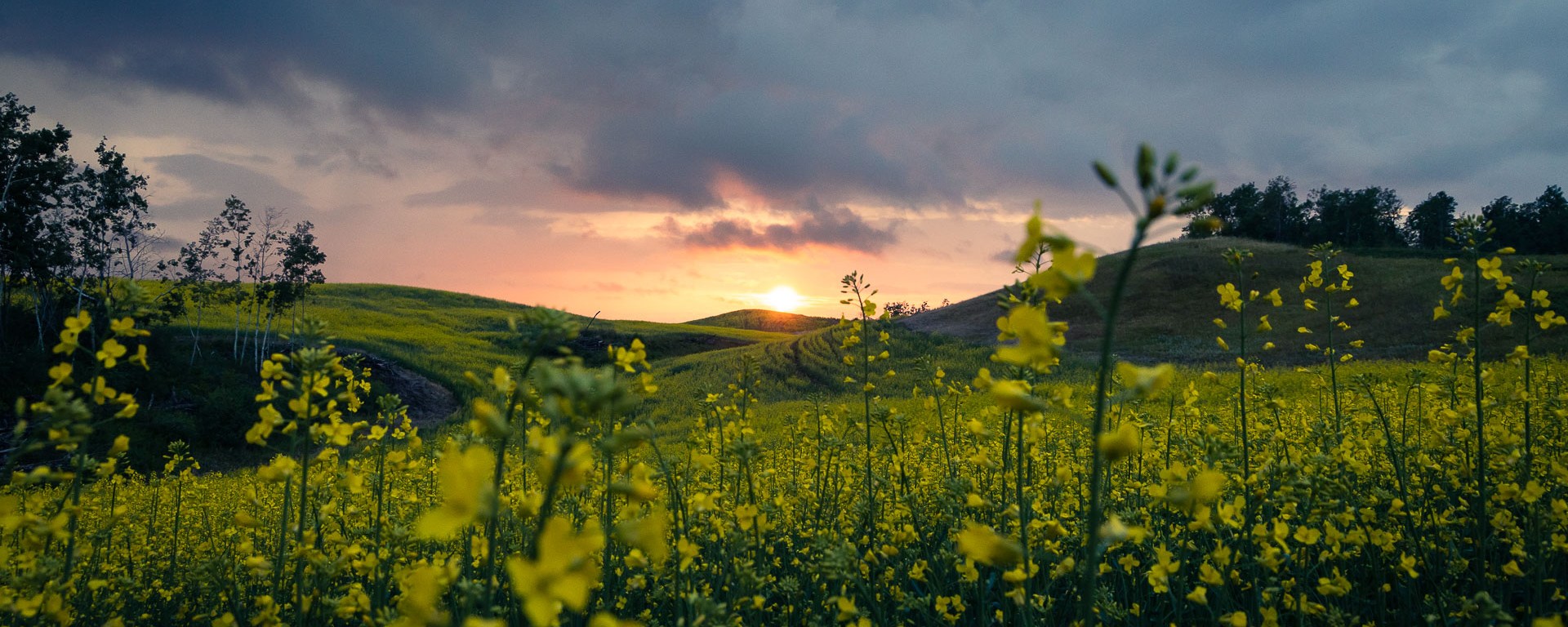 A feild of canola before sunset