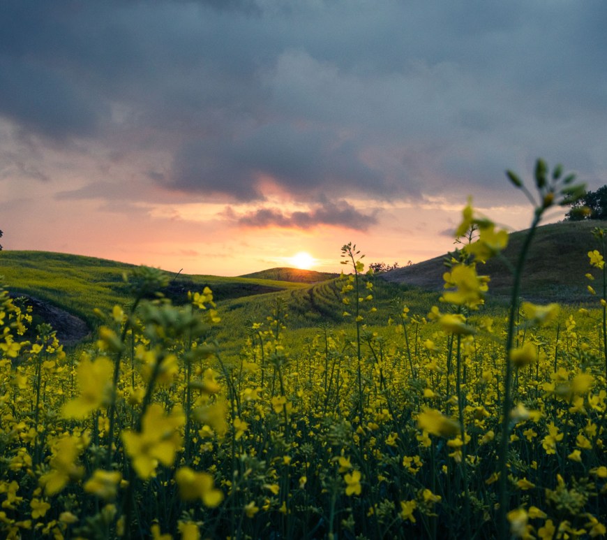 A feild of canola before sunset