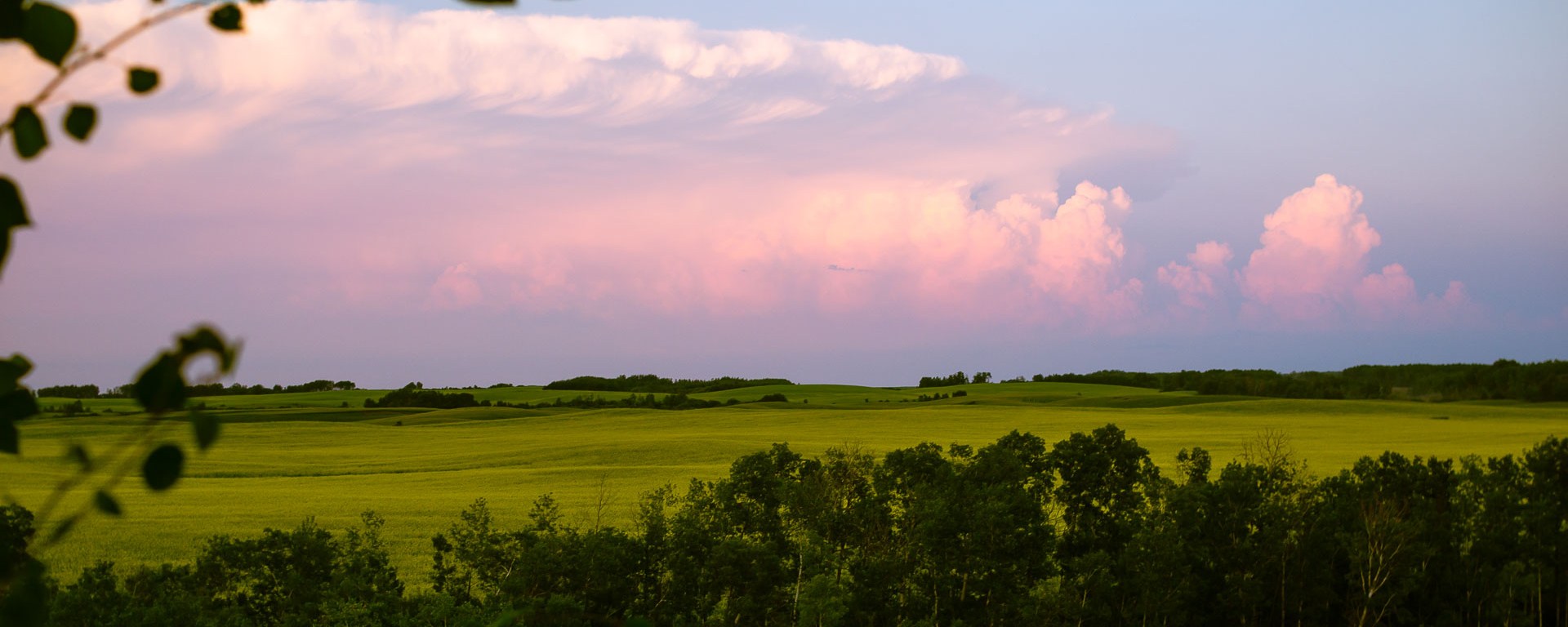 A large pink cloud looms over canola field.