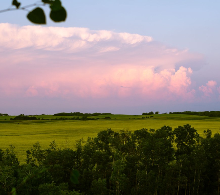 A large pink cloud looms over canola field.