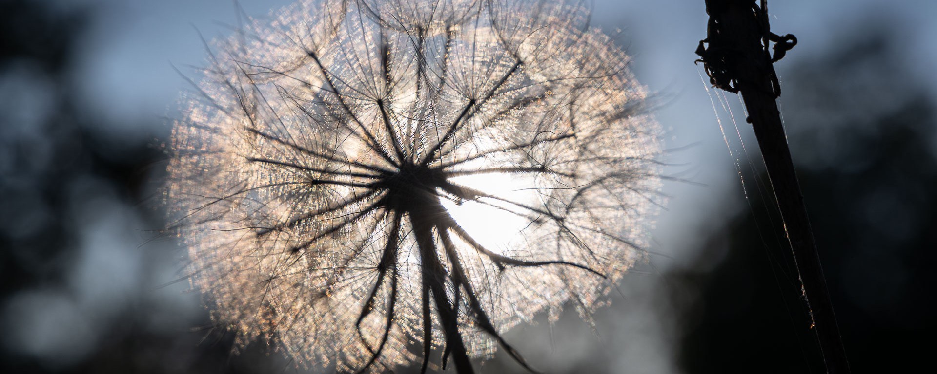 A dandelion is ready to be swept away.