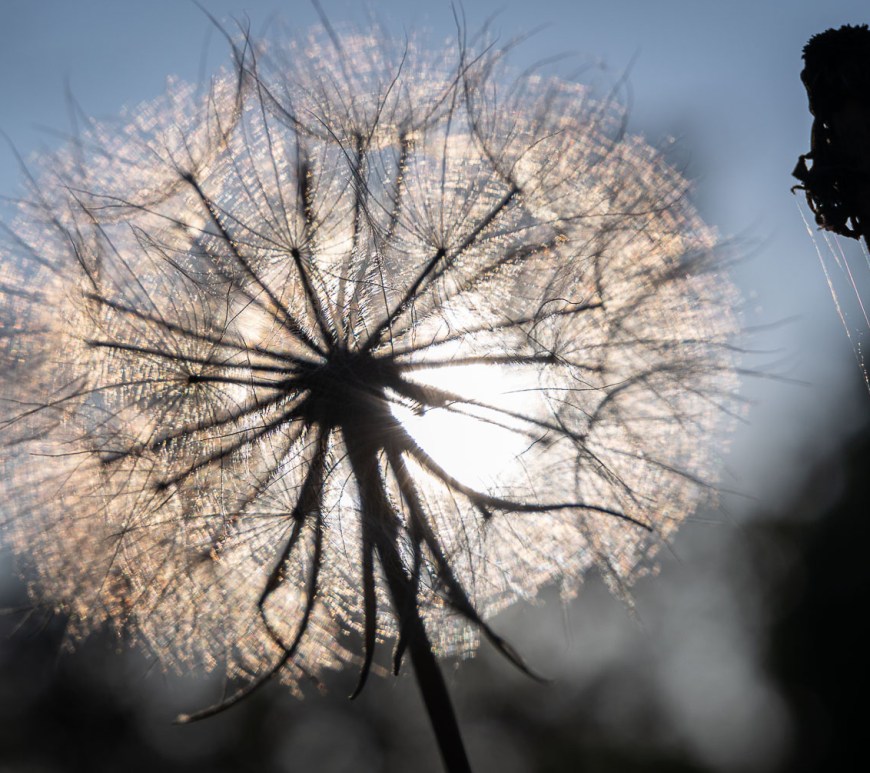 A dandelion is ready to be swept away.