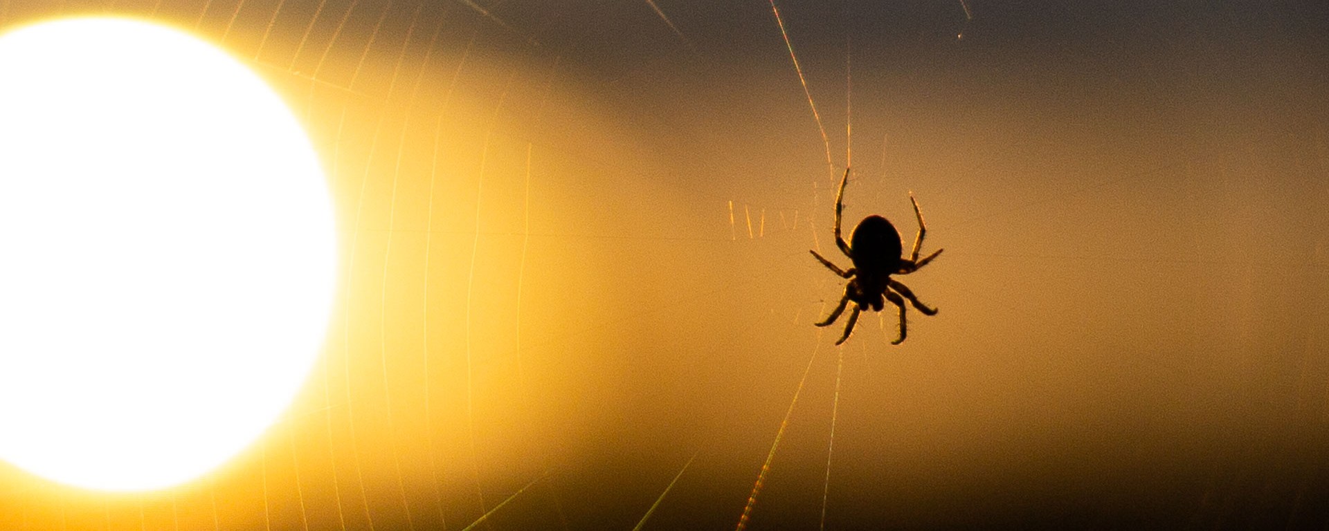 A spider hangs on its web at sunset.