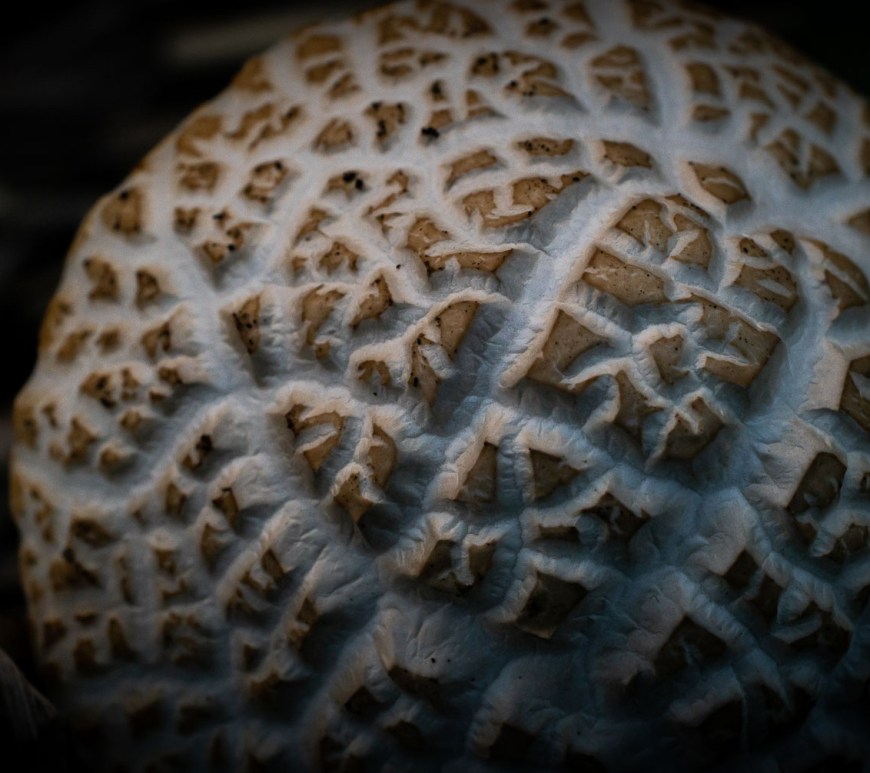 Deep cracked mushroom head.