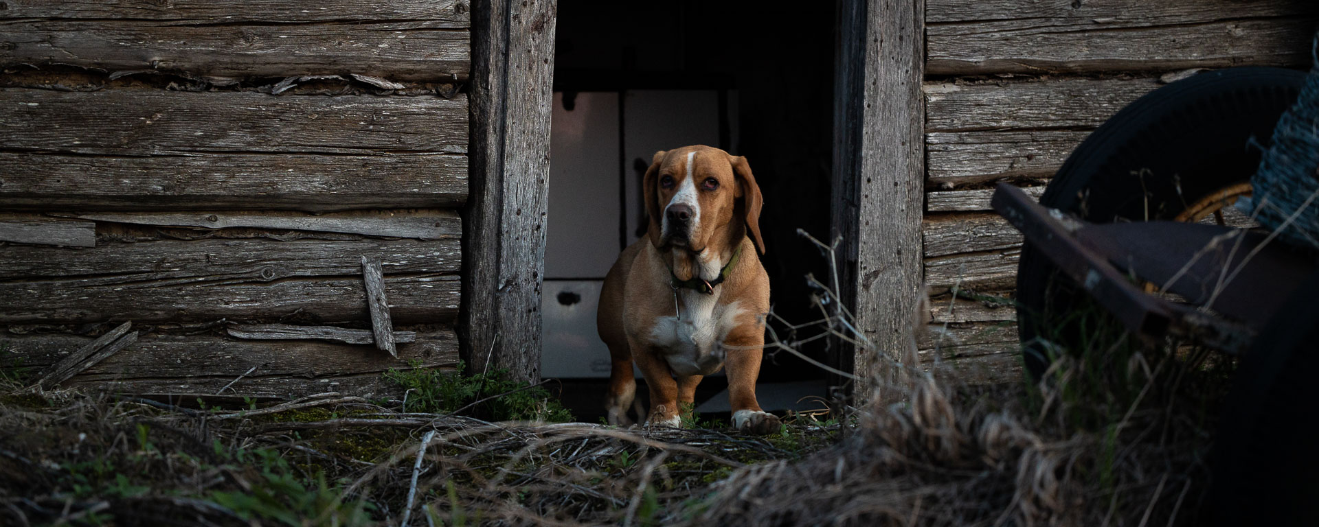 Dog in a doorway