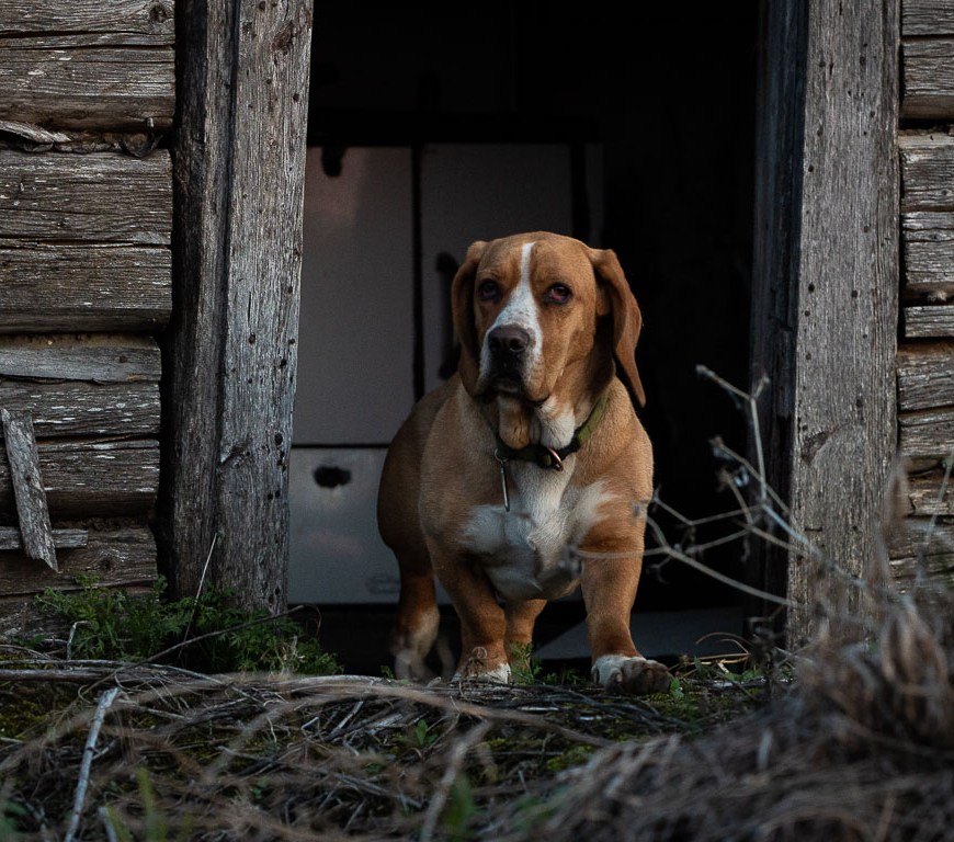 Dog in a doorway