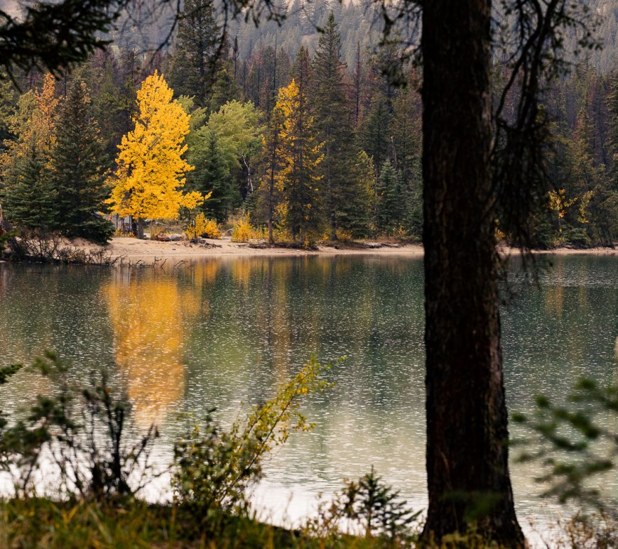 A fall scene amber leaves across a lake