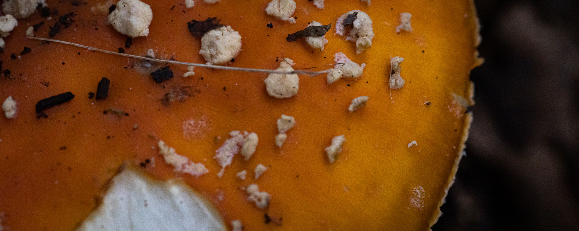 A partially eaten mushroom