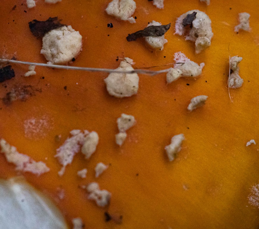 A partially eaten mushroom