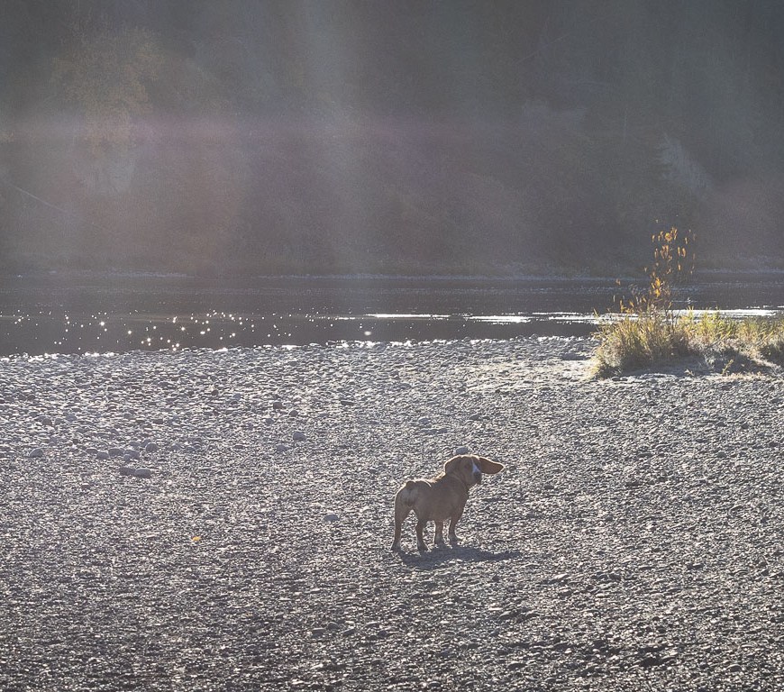 A dog waiting for a stick to be tossed