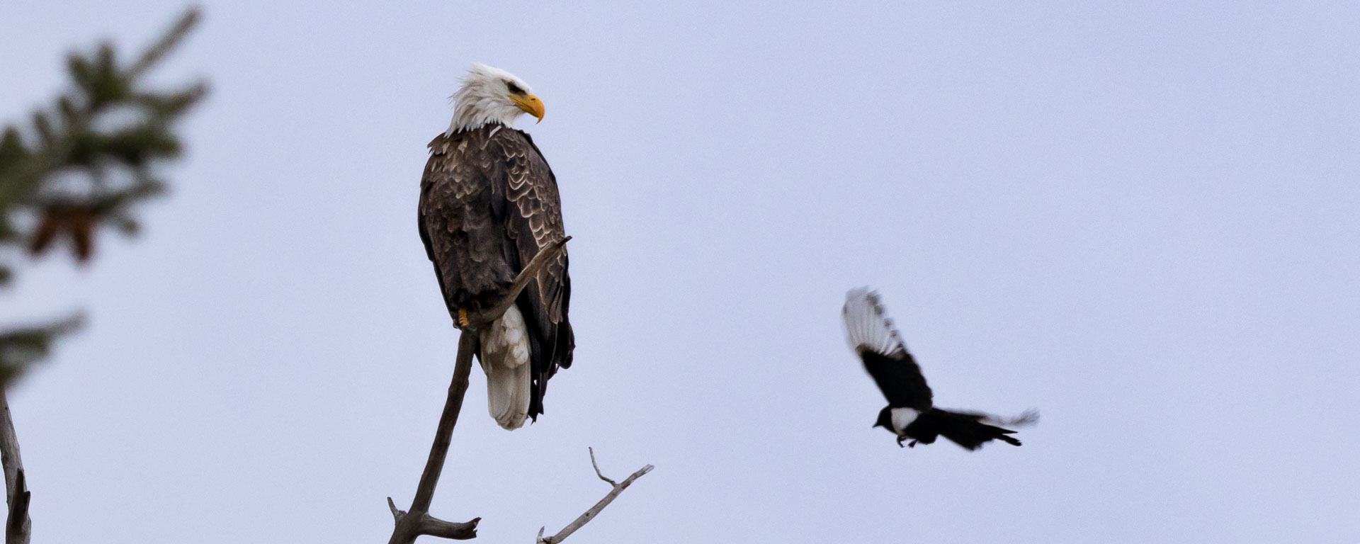 Eagle watching a magpie