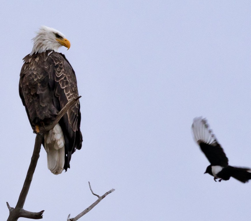 Eagle watching a magpie